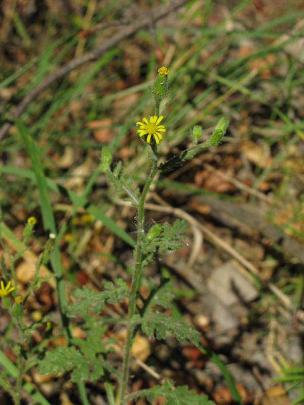 Image of Senecio viscosus specimen.