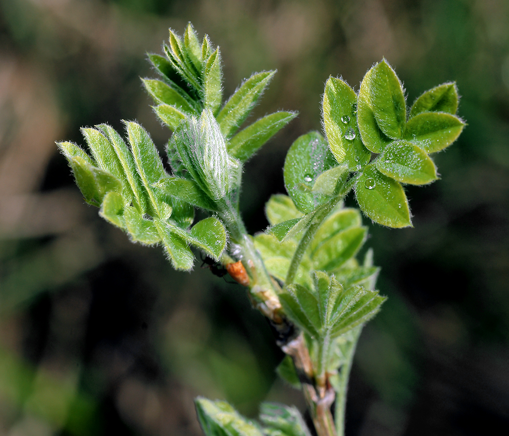 Image of Caragana arborescens specimen.