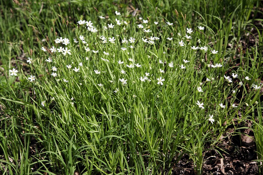 Image of Stellaria holostea specimen.