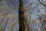 Gleditsia triacanthos. Часть ствола и кроны дерева, сбросившего листву, с остатками плодов. Краснодарский край, г. Гулькевичи, парк в пос. ВНИИСС. 07.11.2014.