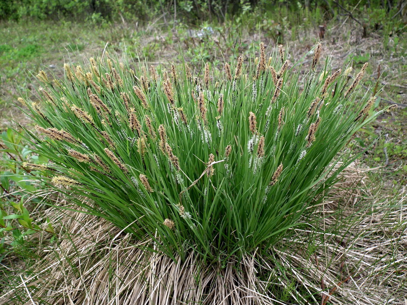 Изображение особи Carex cespitosa.