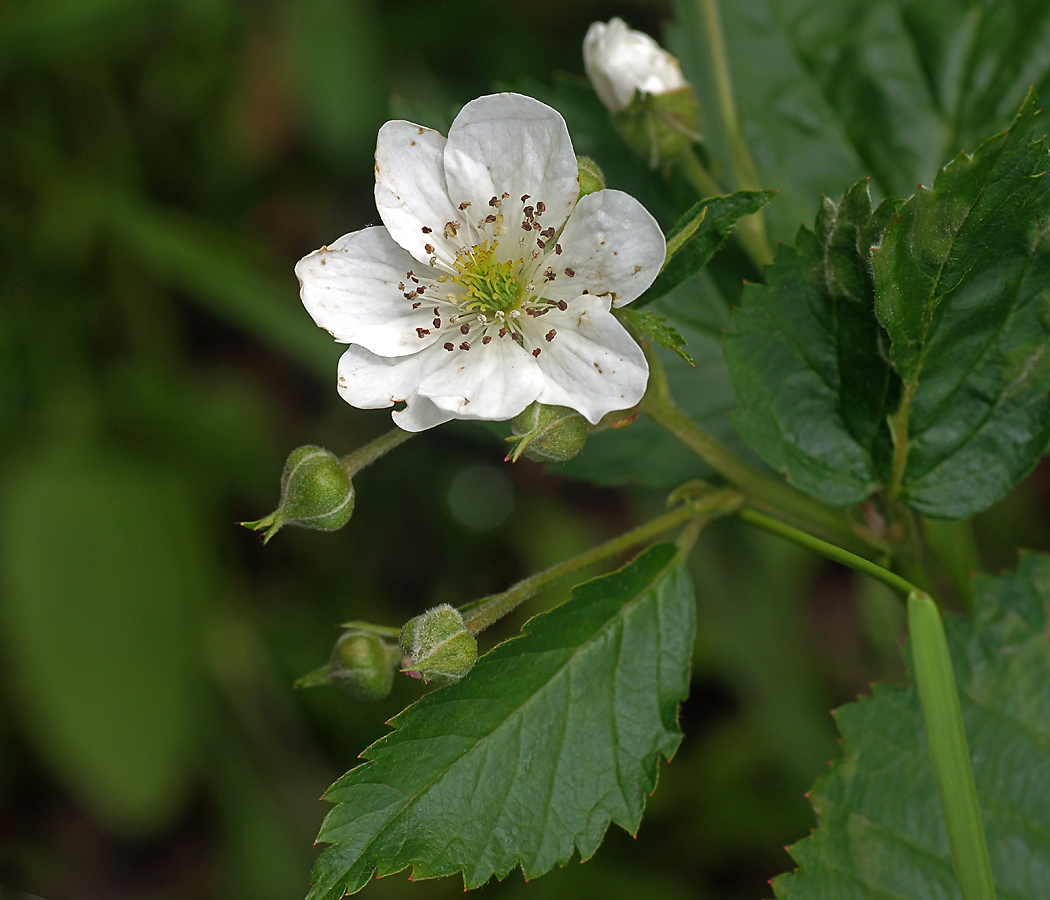 Изображение особи Rubus nessensis.