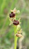 Ophrys mammosa подвид caucasica. Верхняя часть соцветия. Черноморское побережье Кавказа, г. Новороссийск, окр. Суджукской лагуны, травостой. 26 апреля 2016 г.