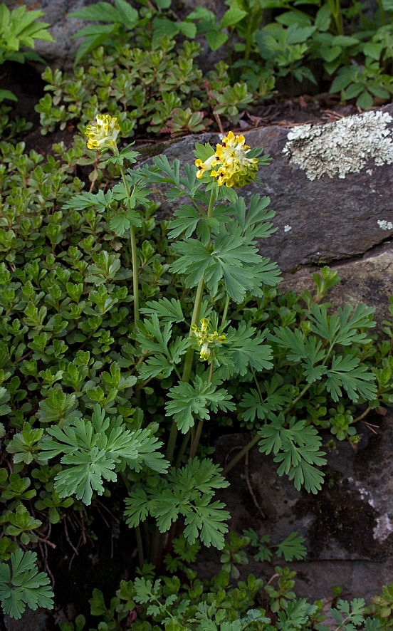 Image of Corydalis nobilis specimen.