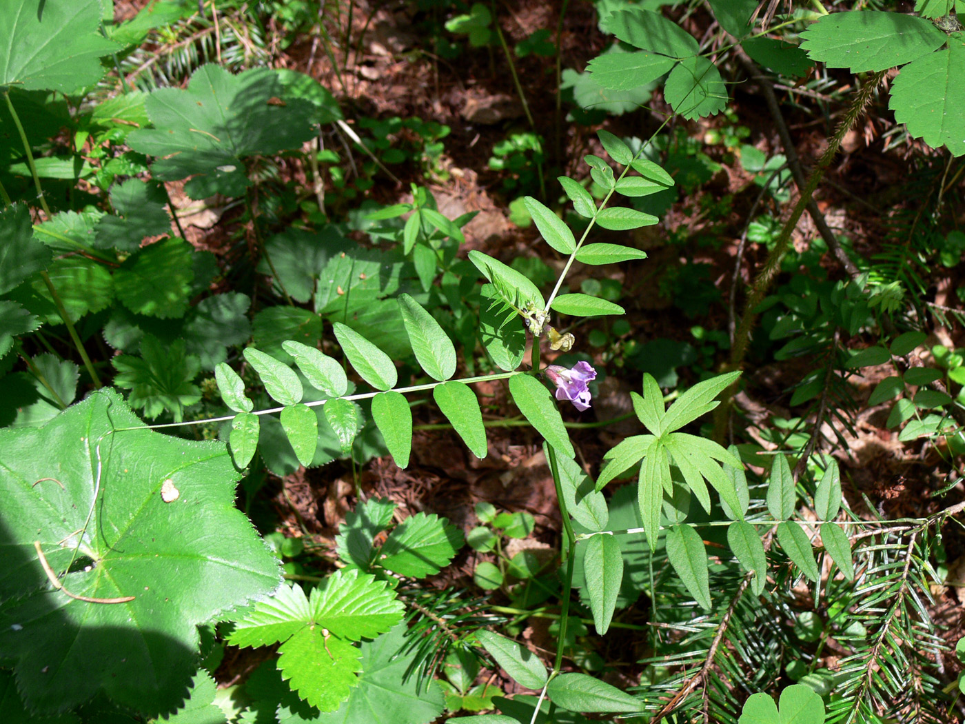 Image of Vicia sepium specimen.