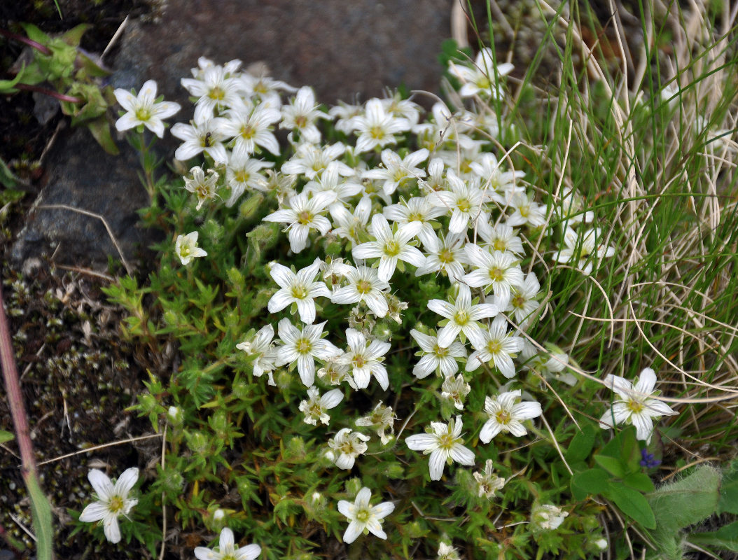 Image of Minuartia inamoena specimen.