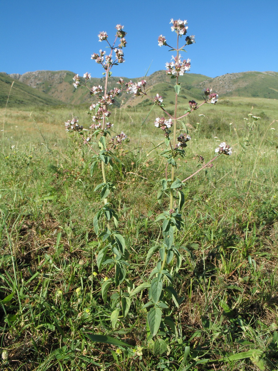 Изображение особи Origanum tyttanthum.