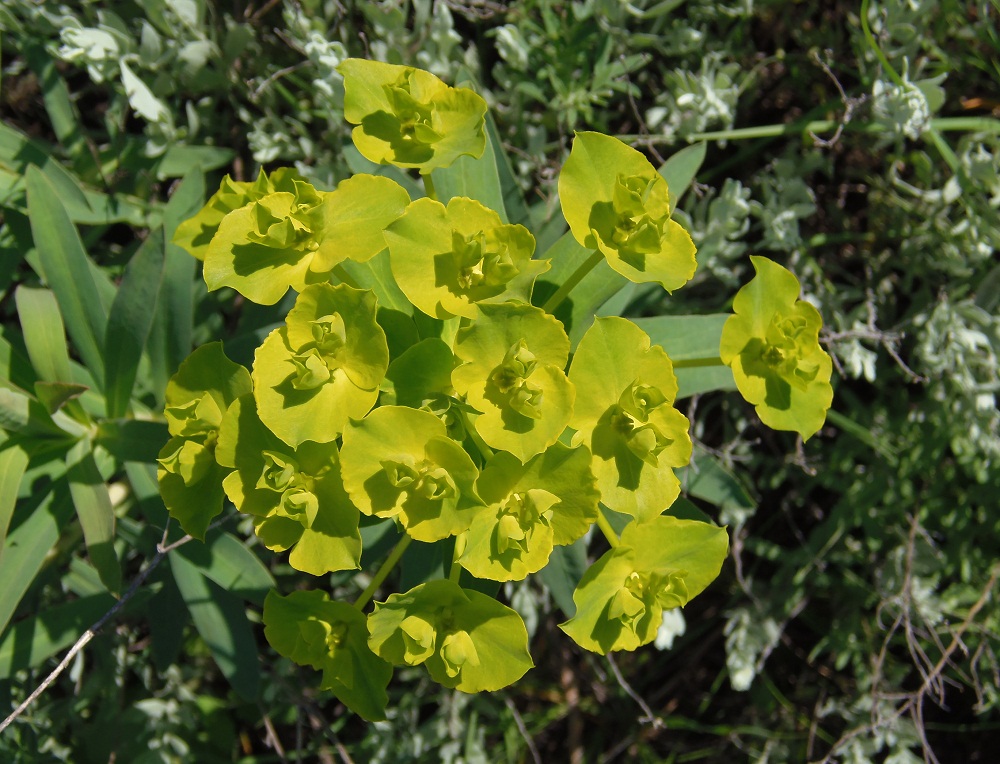 Изображение особи Euphorbia semivillosa.