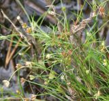 Juncus bulbosus. Побеги с молодыми плодами. Ленинградская обл., Кингисеппский р-н, Котельский заказник, берег оз. Копанское. 08.09.2005.