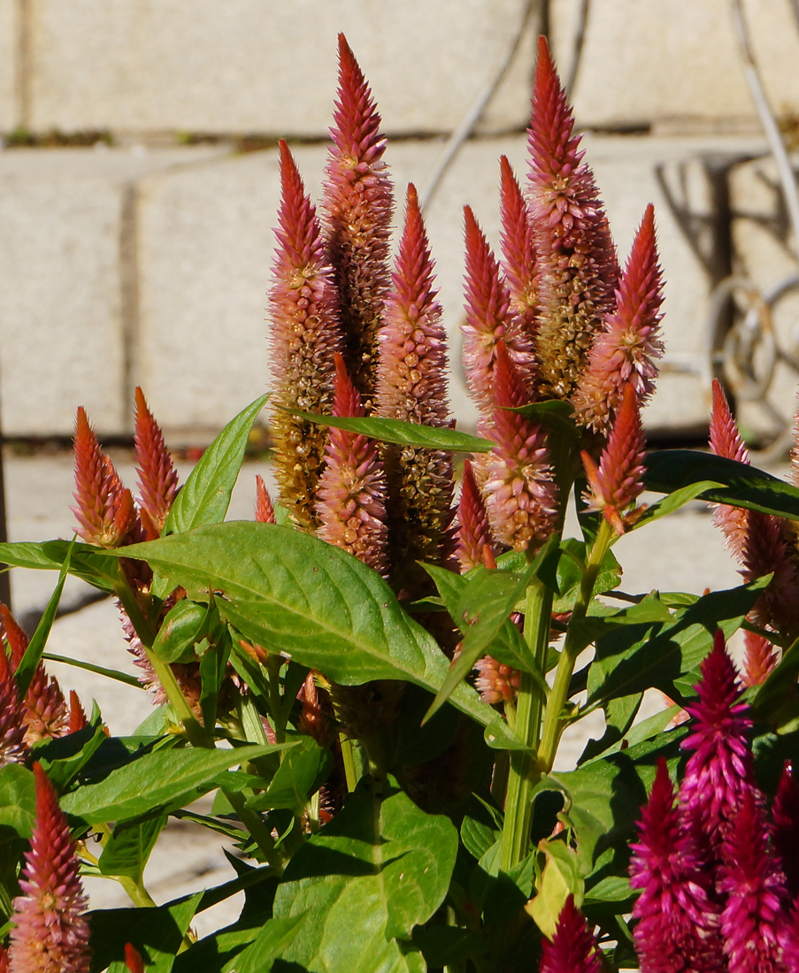 Image of Celosia argentea specimen.