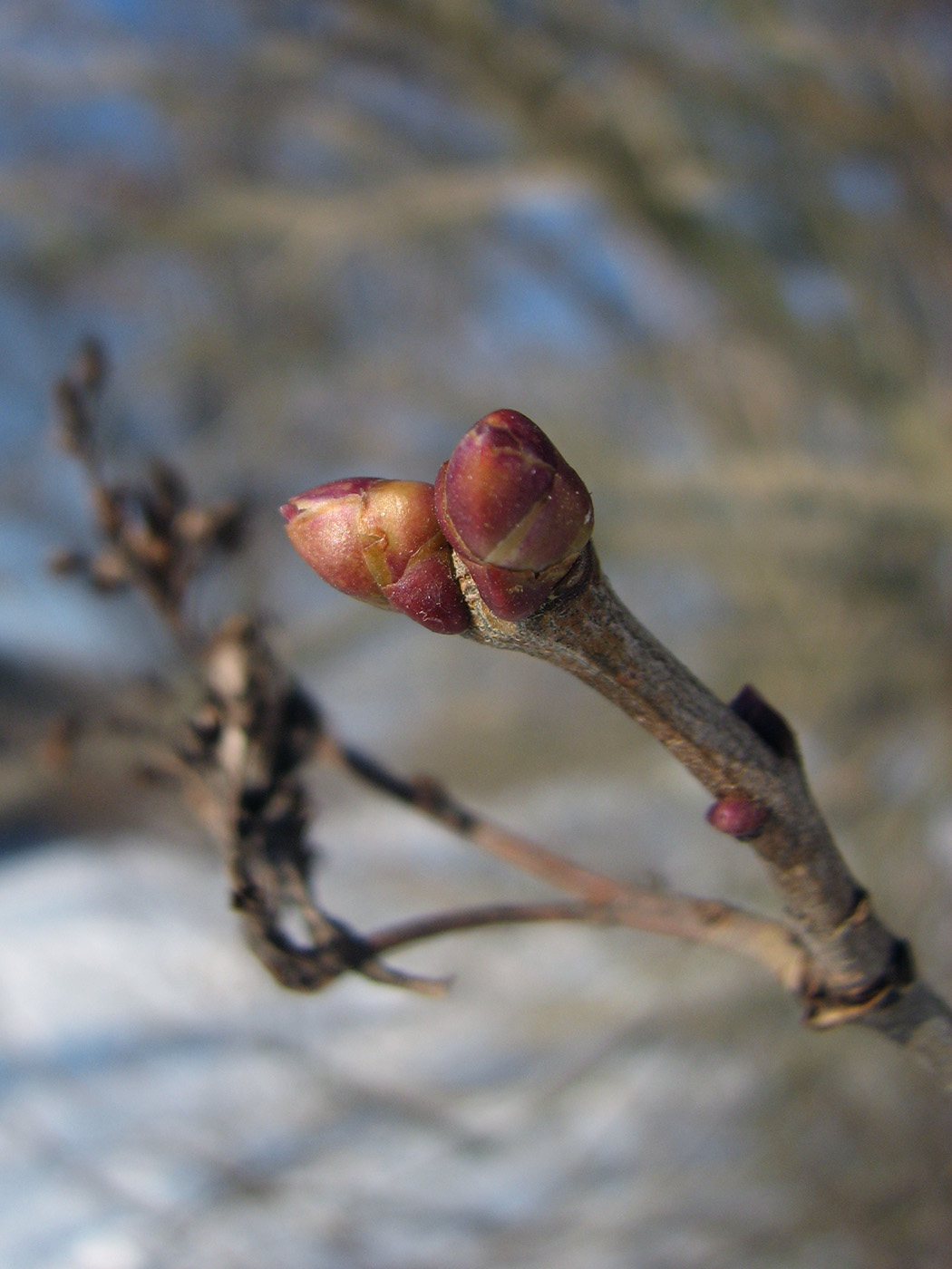 Image of Syringa vulgaris specimen.