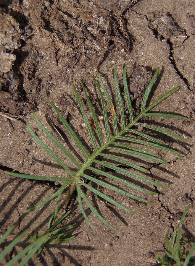 Image of Ipomoea quamoclit specimen.