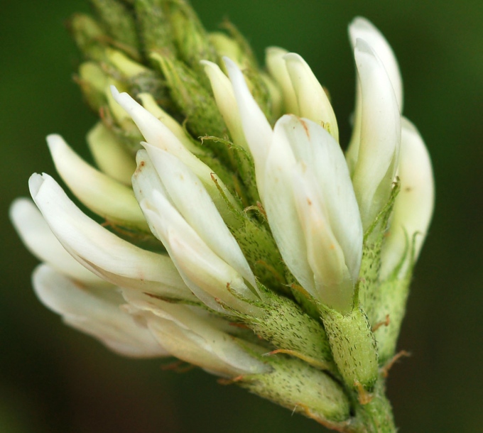 Изображение особи Astragalus marinus.