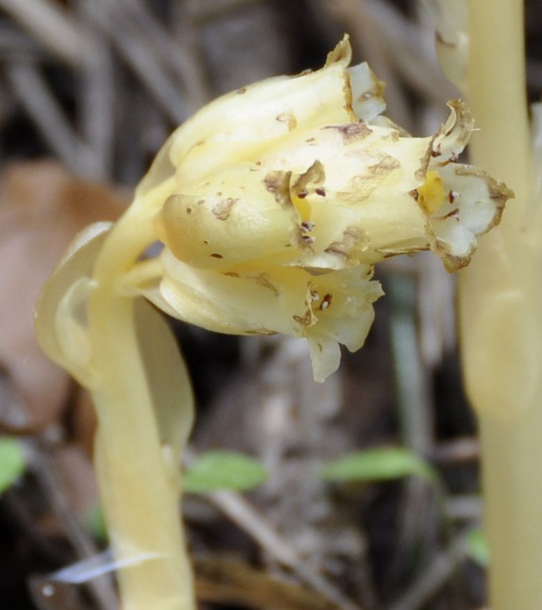 Image of Hypopitys monotropa specimen.