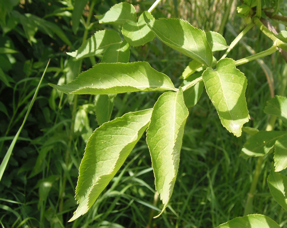 Image of Sambucus nigra specimen.