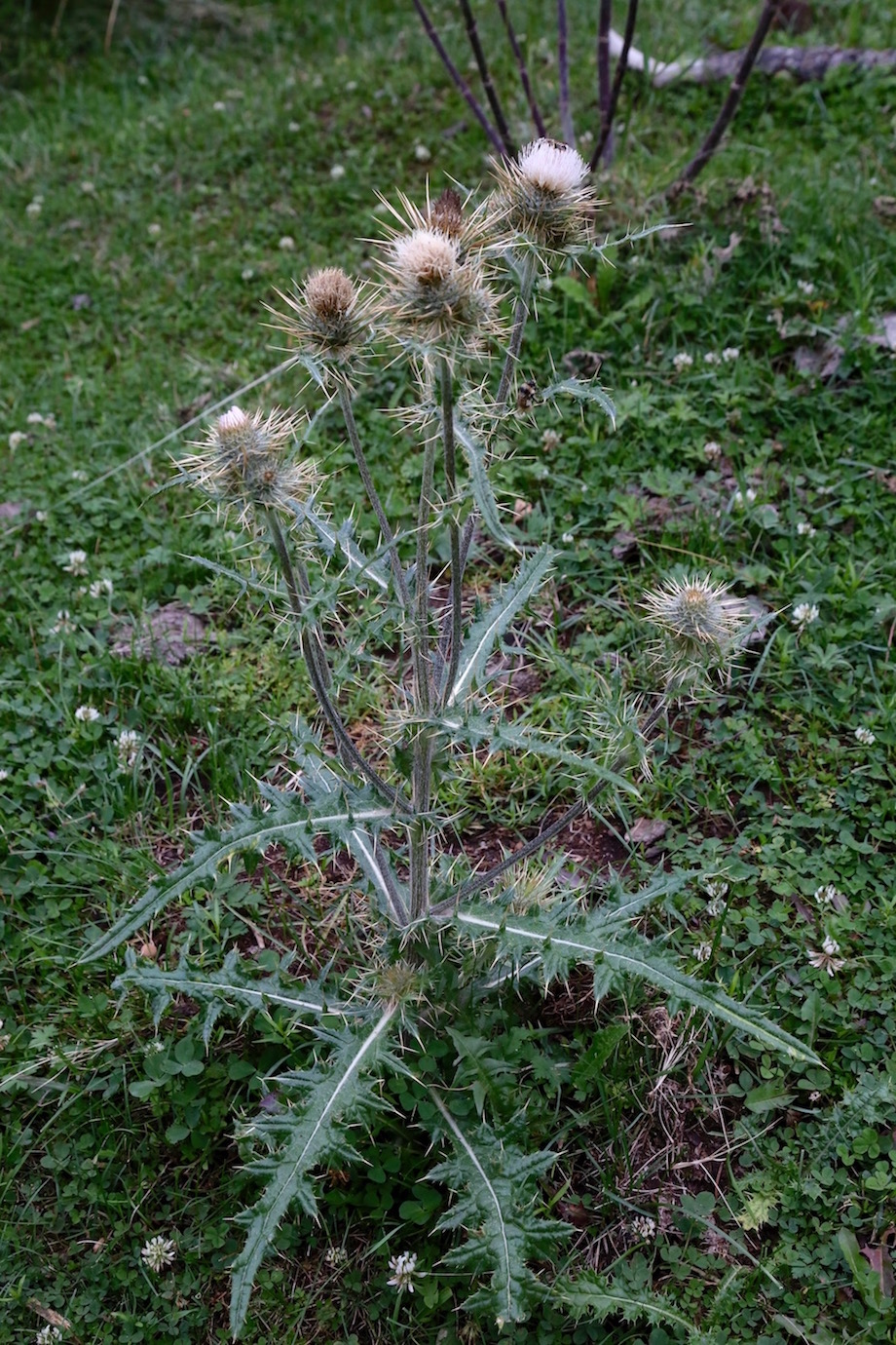 Изображение особи Cirsium sairamense.