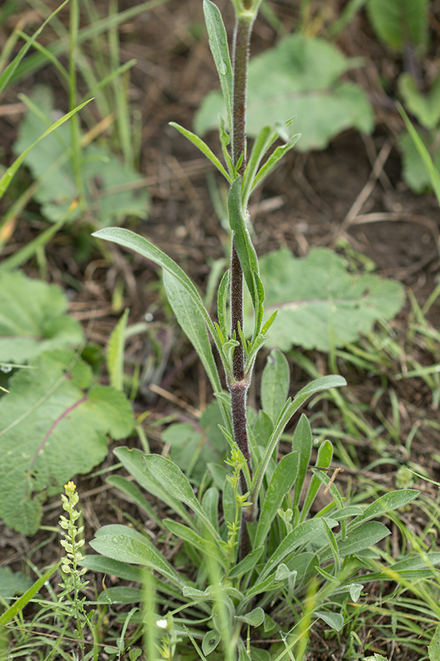 Image of genus Silene specimen.