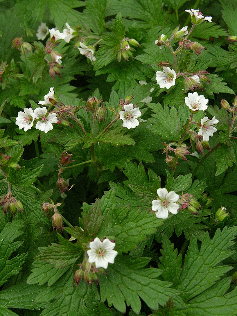 Image of Geranium krylovii specimen.