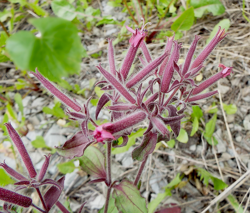 Image of Saponaria glutinosa specimen.