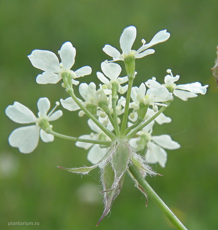 Image of Anthriscus sylvestris specimen.