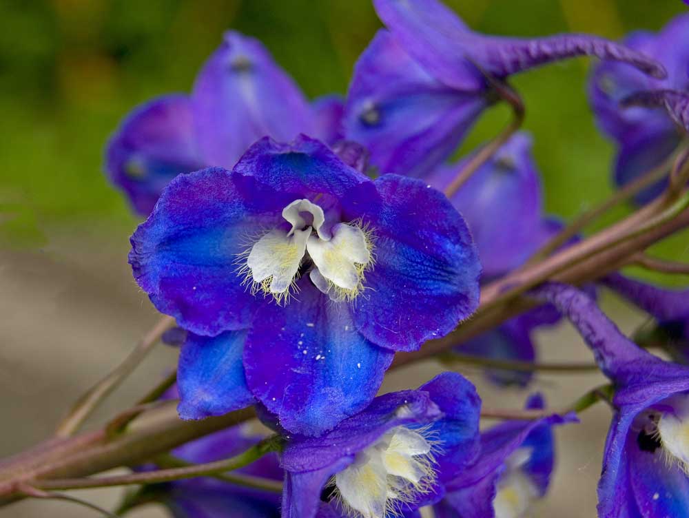 Image of Delphinium &times; phoeniceum specimen.