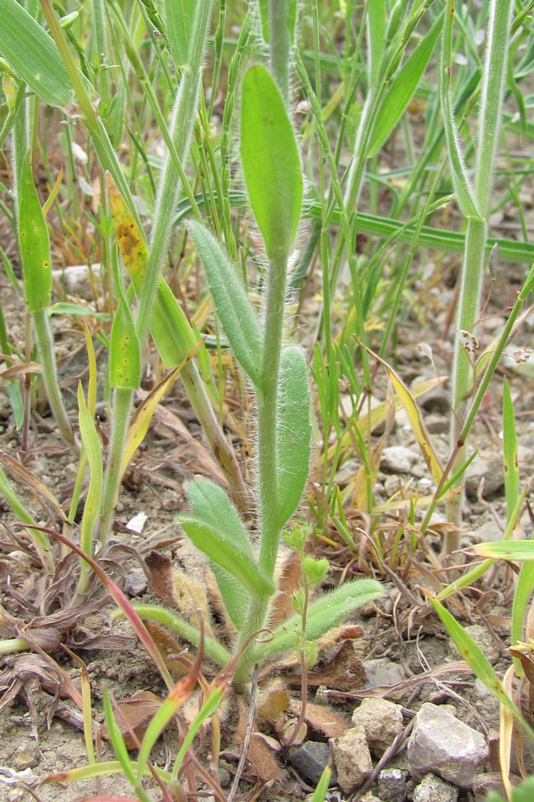 Image of Camelina rumelica specimen.