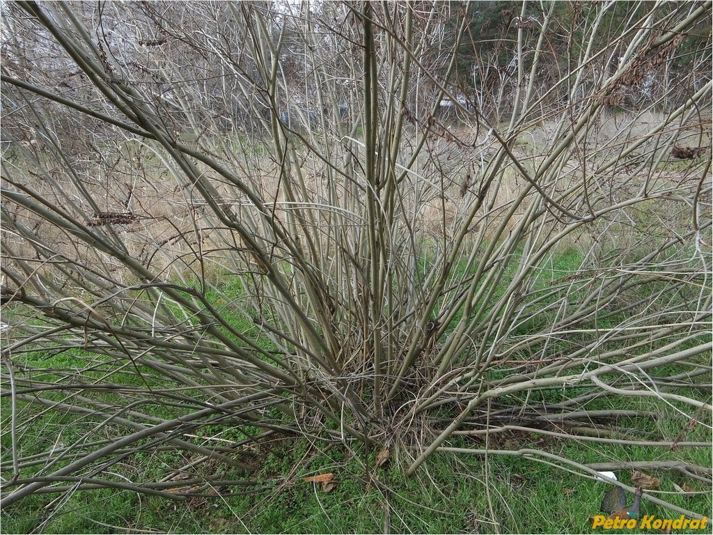 Image of Amorpha fruticosa specimen.