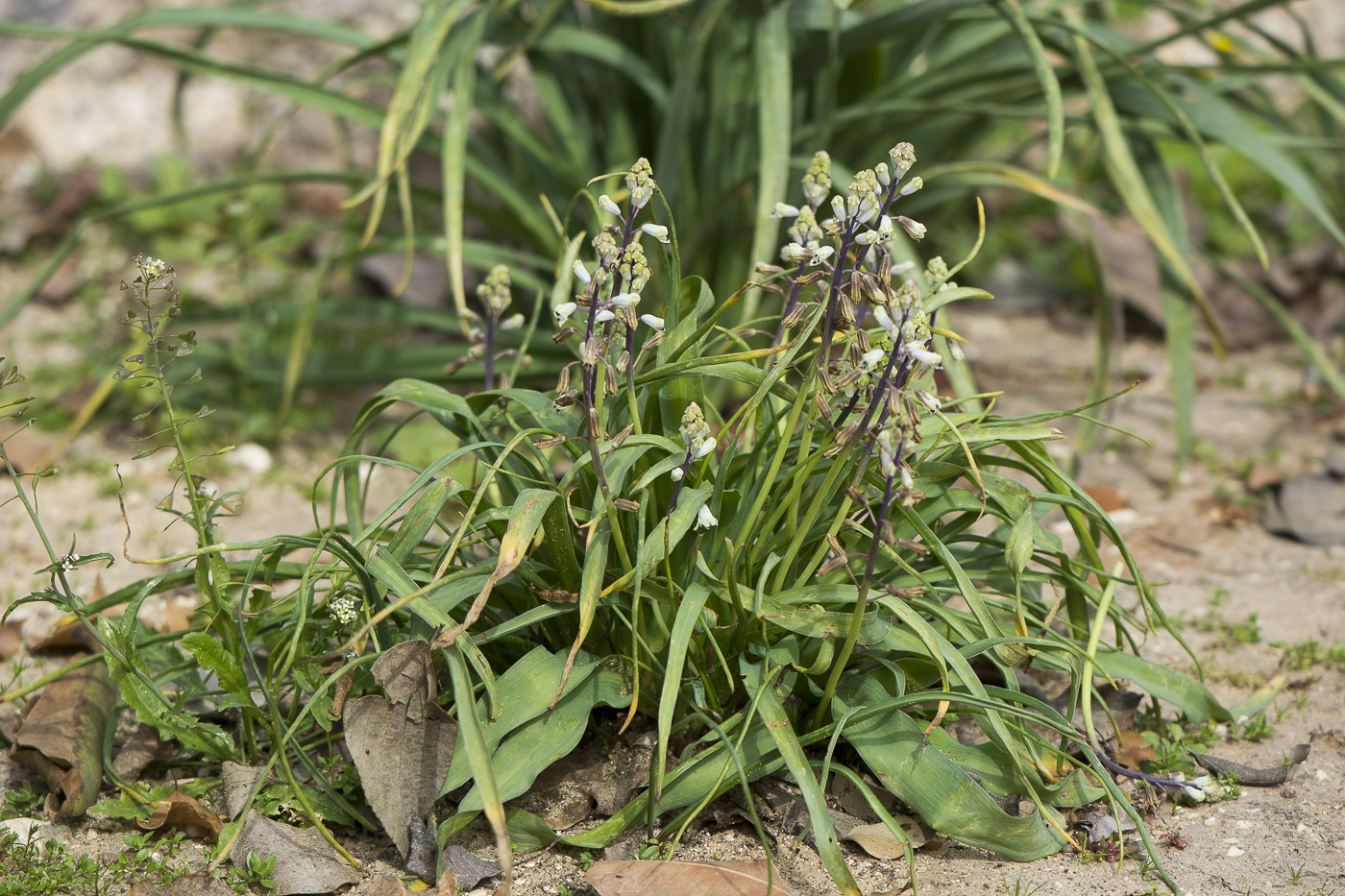 Image of Bellevalia flexuosa specimen.