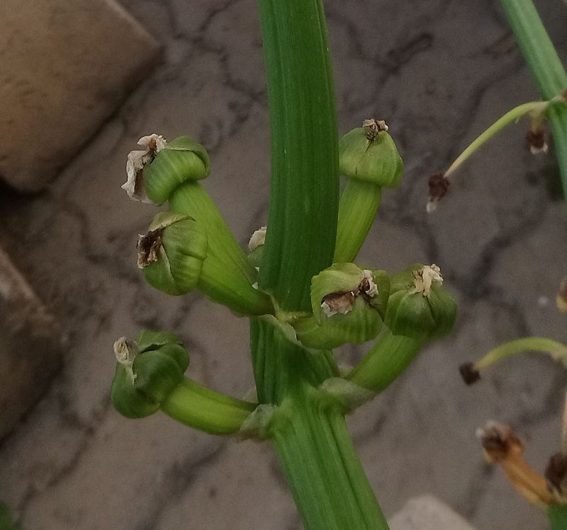 Изображение особи Sagittaria montevidensis.