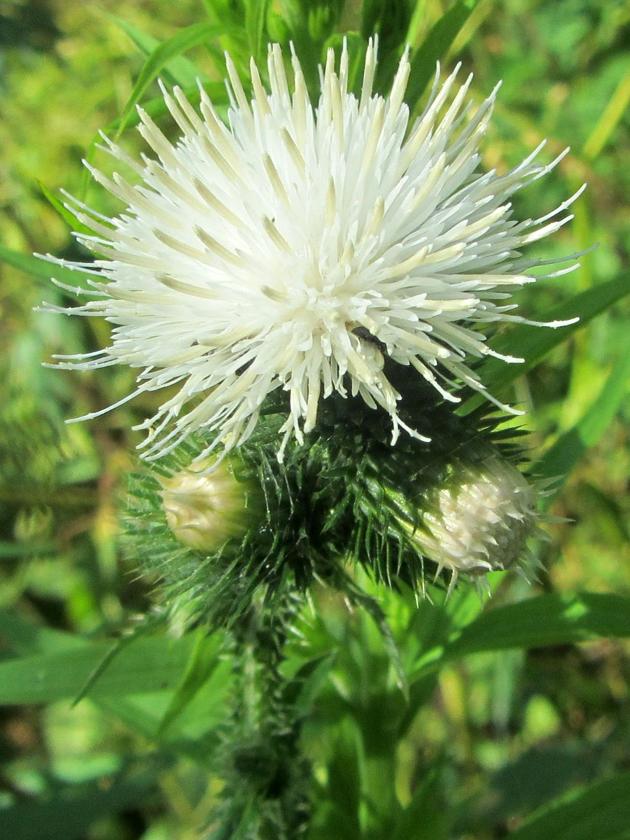 Изображение особи Carduus acanthoides.