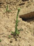 Lepidium campestre. Цветущее растение. Краснодарский край, Абинский р-н, окр. пос. Новый, каменистый склон. 16.04.2018.