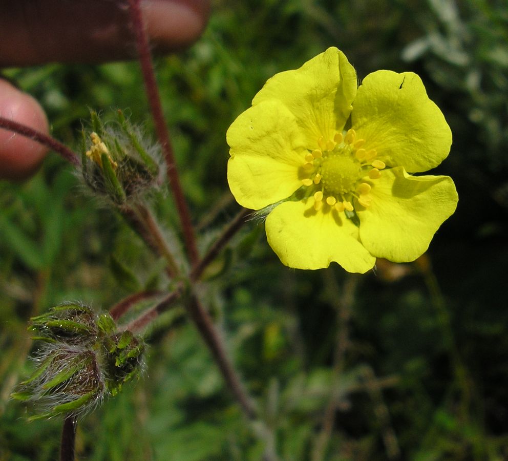 Изображение особи Potentilla recta.