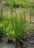 род Juncus. Вегетирующее растение в сообществе Alisma plantago-aquatica и Typha angustifolia. Пермский край, Оханский р-н, Тулумбаихинское сельское поселение, Кунчурихинский бор, сырой луг. 27.05.2018.