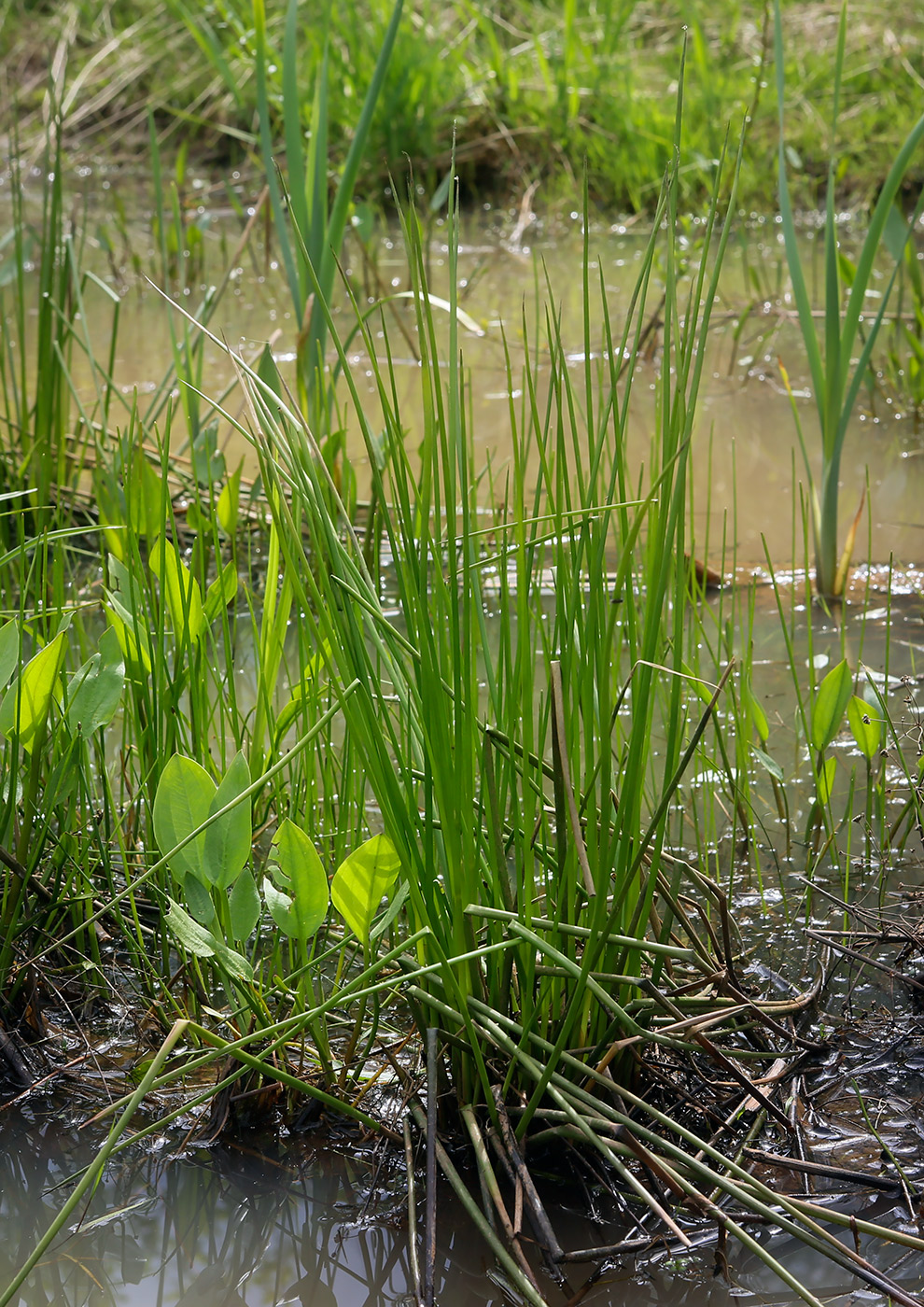 Image of genus Juncus specimen.