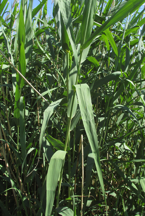 Изображение особи Phragmites altissimus.