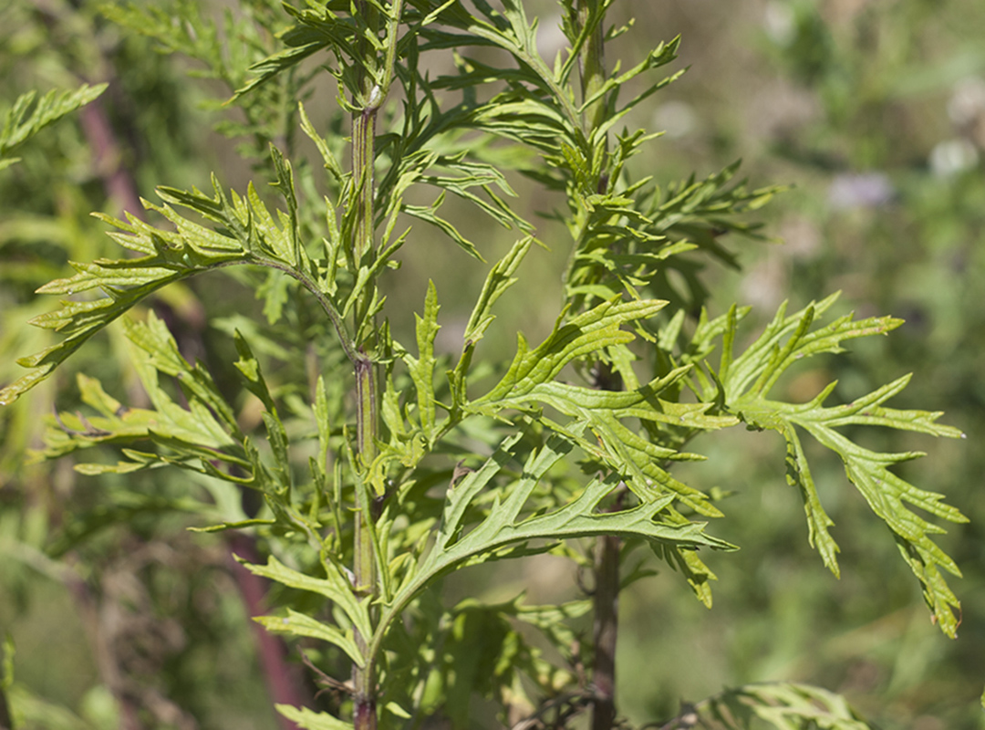 Image of Senecio erucifolius specimen.