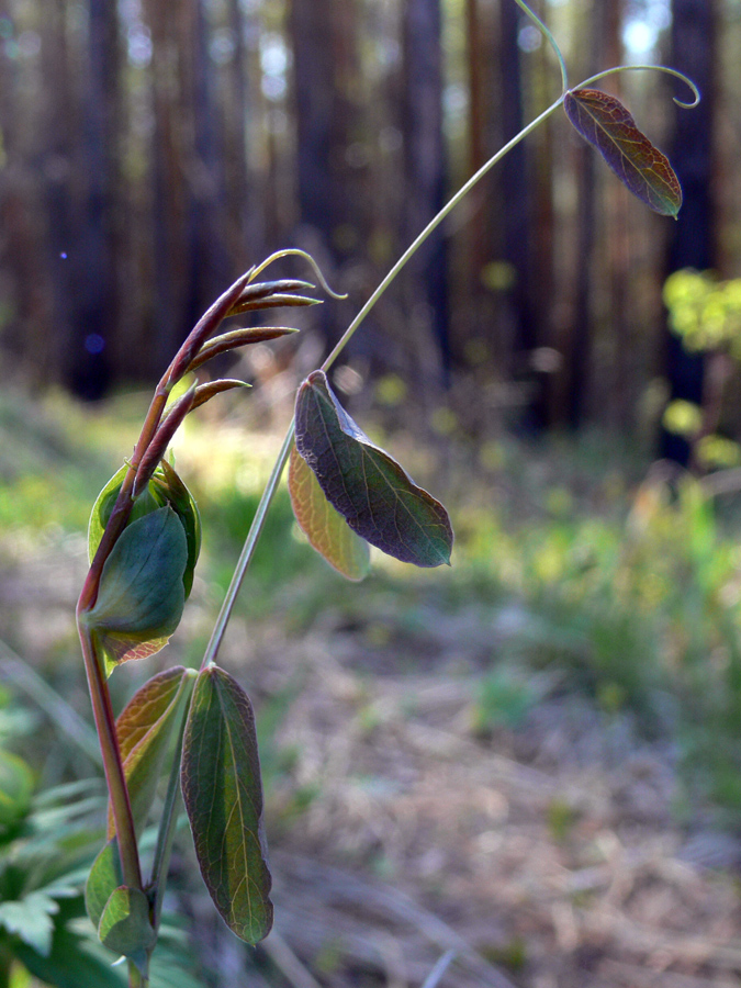 Image of Lathyrus humilis specimen.