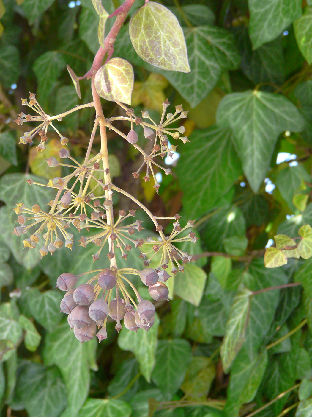 Image of Hedera helix specimen.