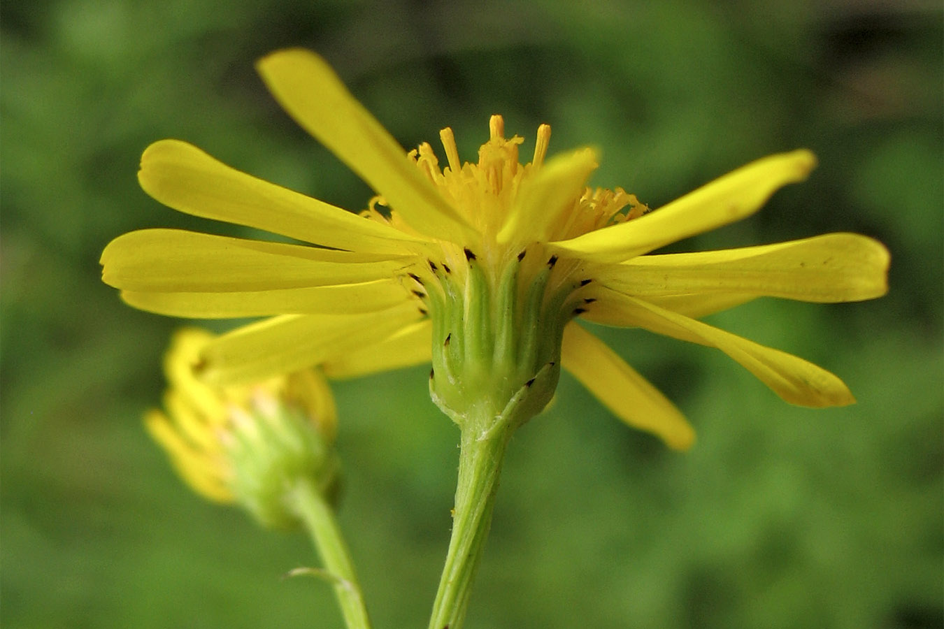 Image of Senecio jacobaea specimen.