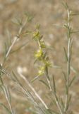 Salsola arbuscula