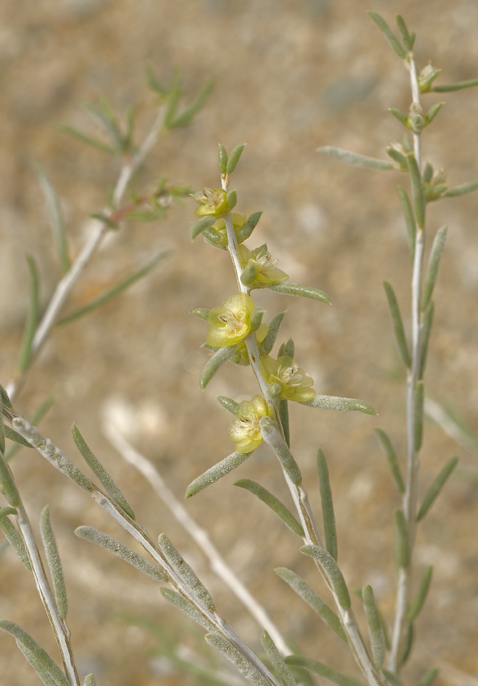 Image of Salsola arbuscula specimen.