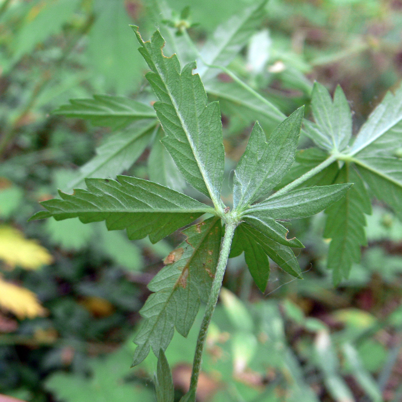 Изображение особи Potentilla erecta.