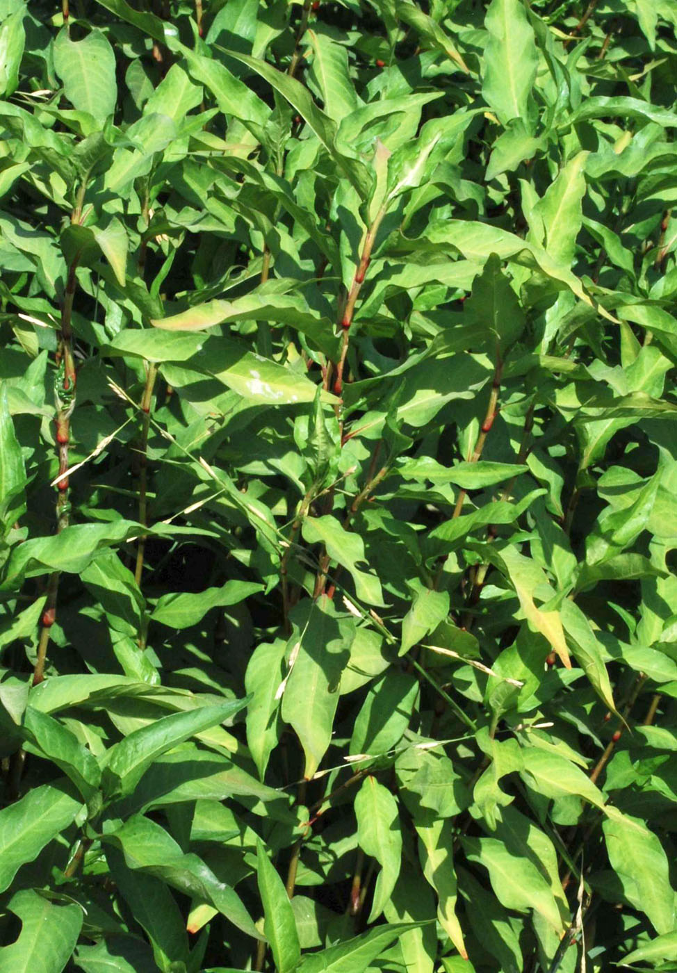 Image of Persicaria hydropiper specimen.