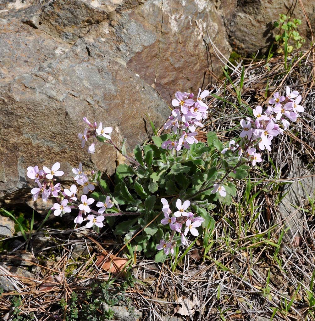 Image of Arabis purpurea specimen.