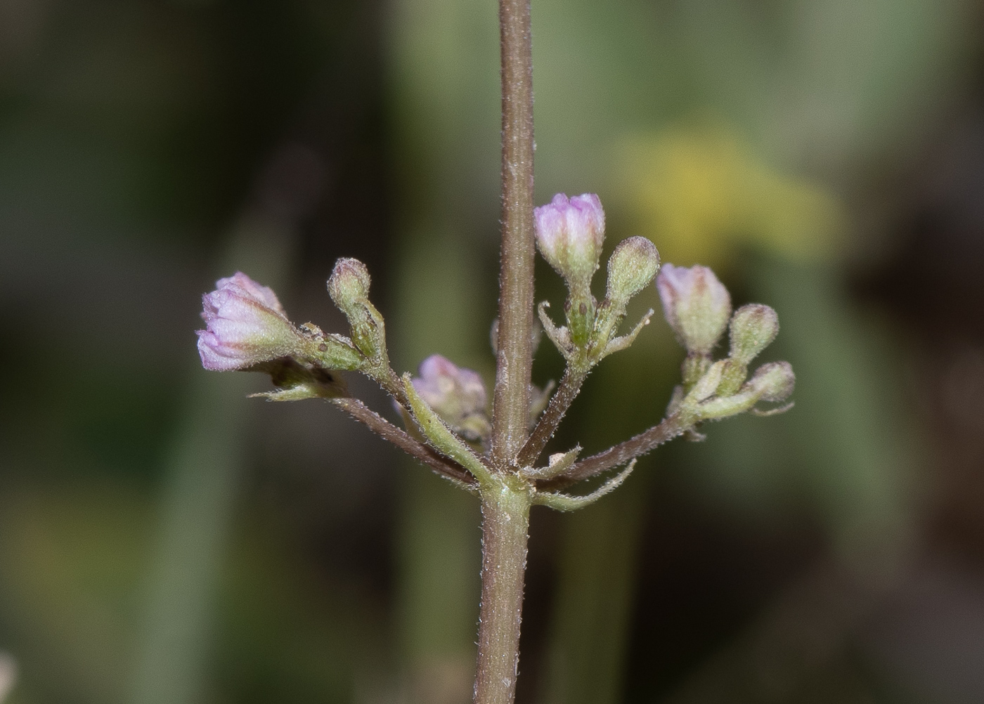 Image of Commicarpus helenae specimen.