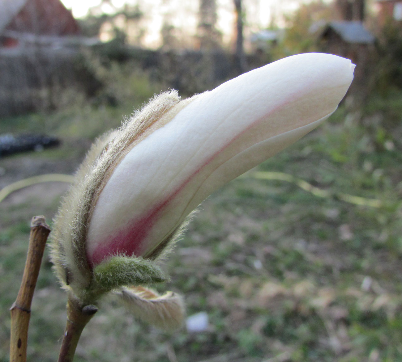 Image of Magnolia salicifolia specimen.