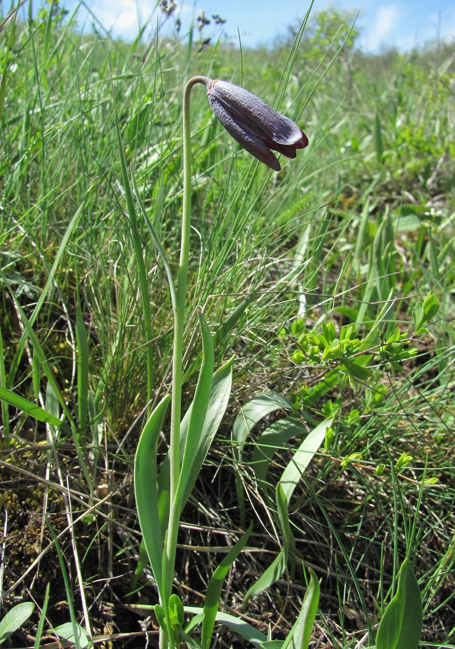 Изображение особи Fritillaria caucasica.