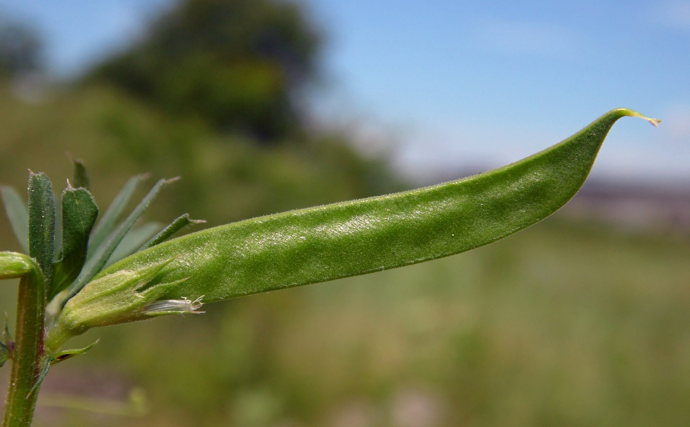 Image of Vicia angustifolia specimen.