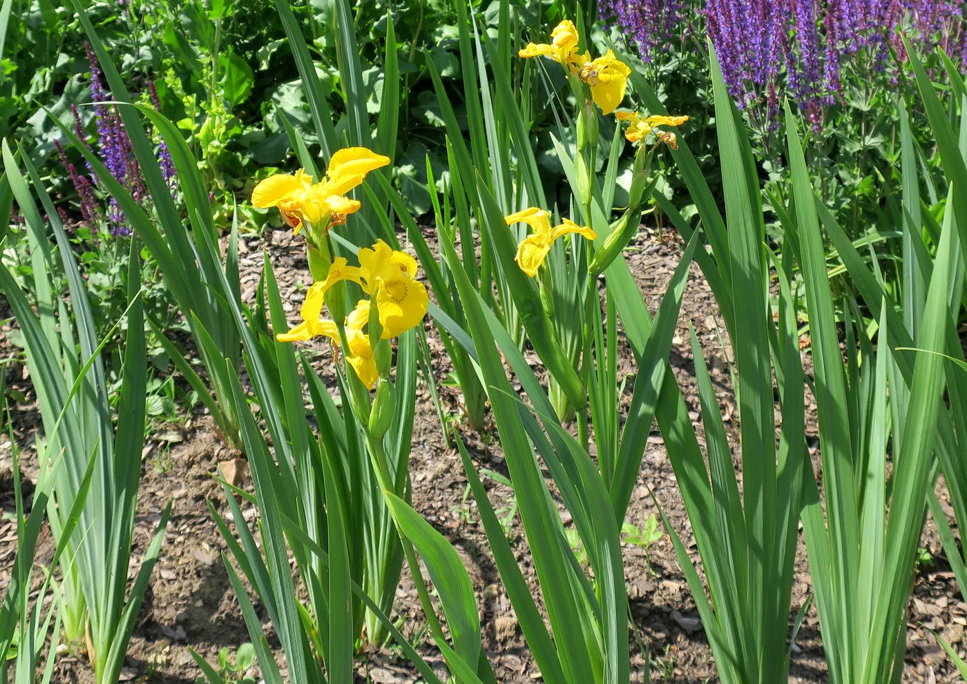 Image of Iris pseudacorus specimen.