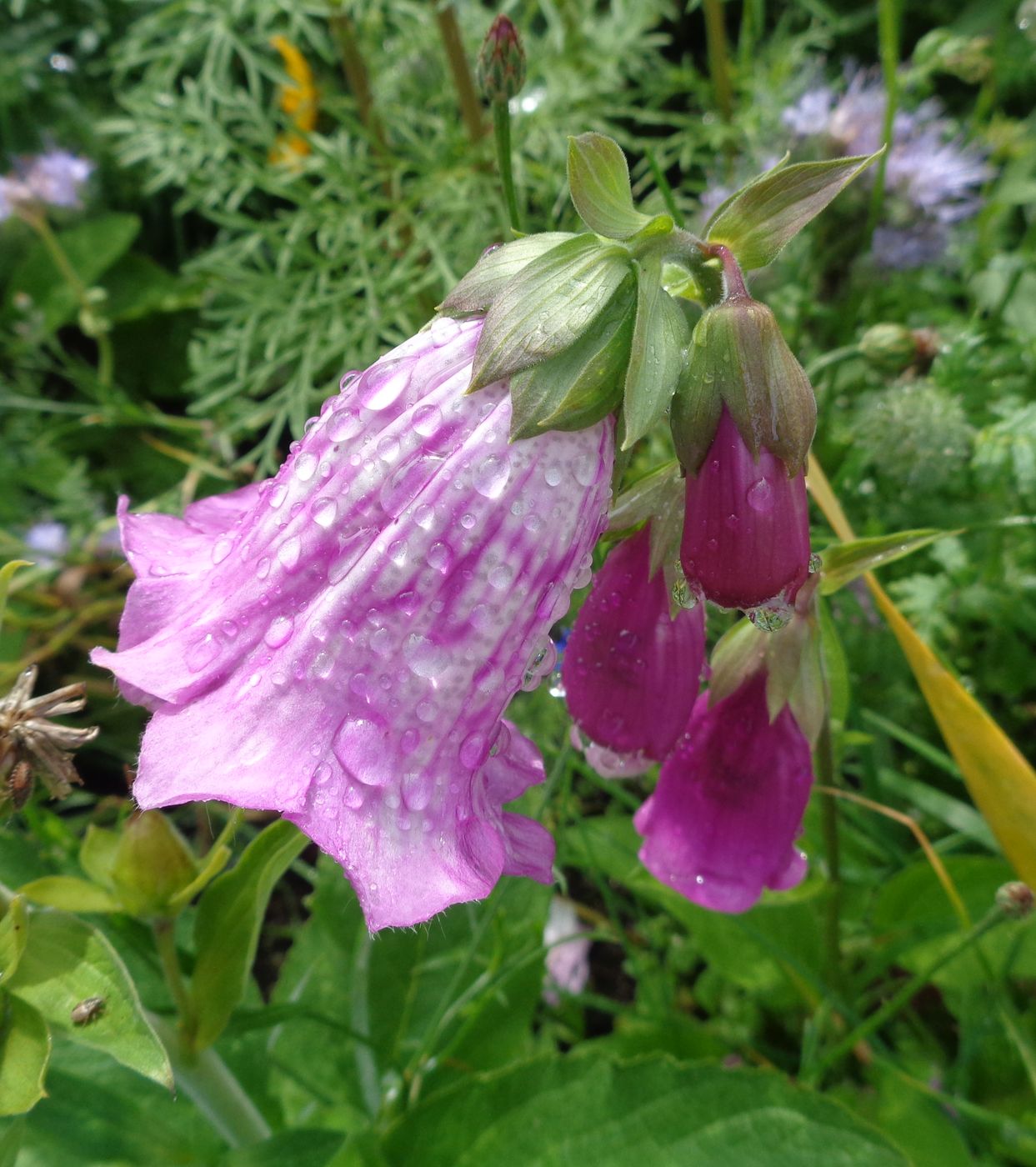 Image of Digitalis purpurea specimen.